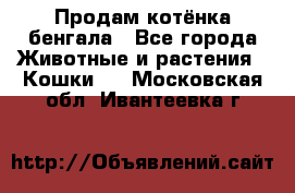 Продам котёнка бенгала - Все города Животные и растения » Кошки   . Московская обл.,Ивантеевка г.